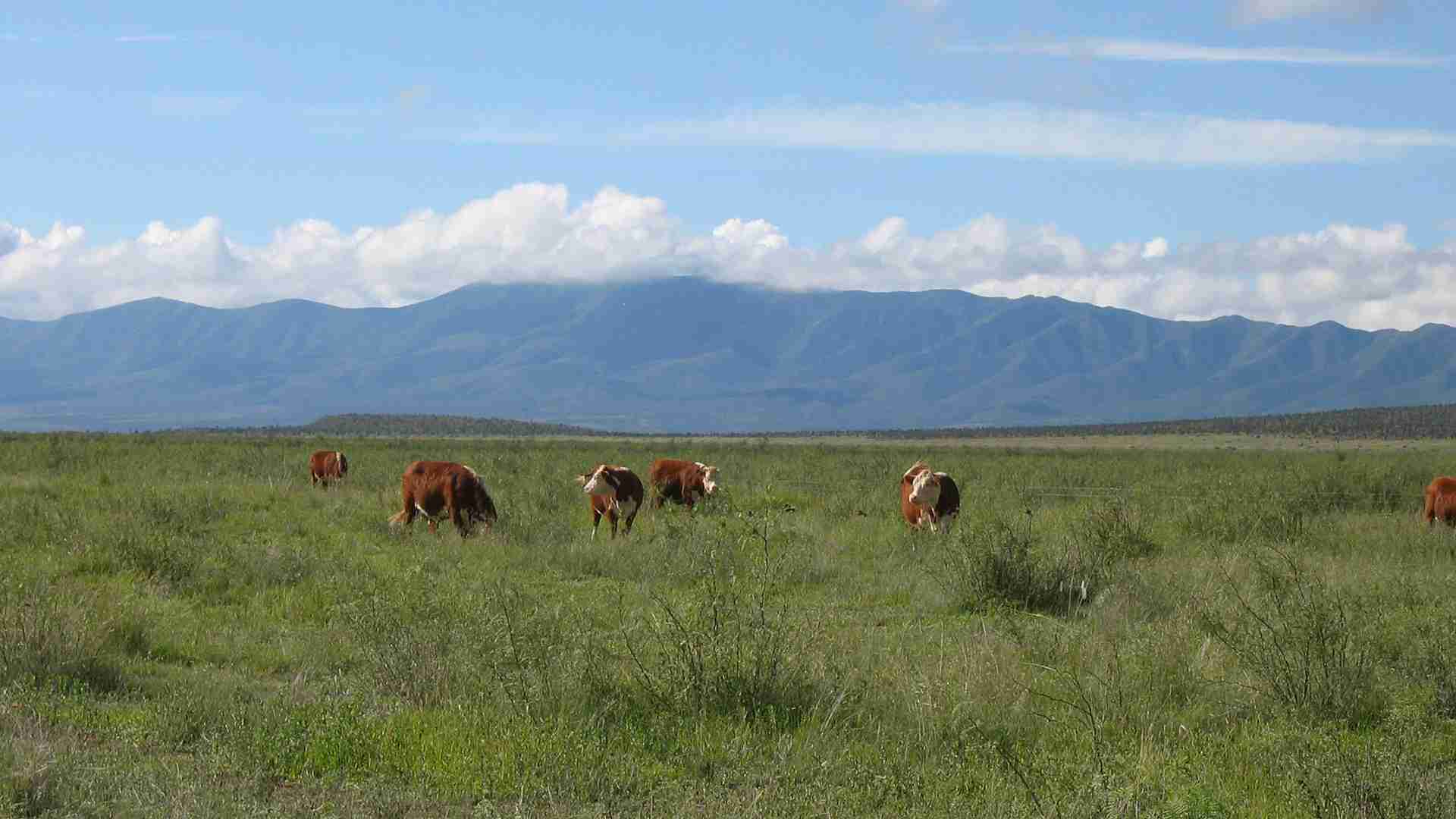 1939 Ranch ganado Grass-Fed Rancho Valle Colombia