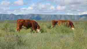 1939 Ranch ganado pastando Grass-Fed