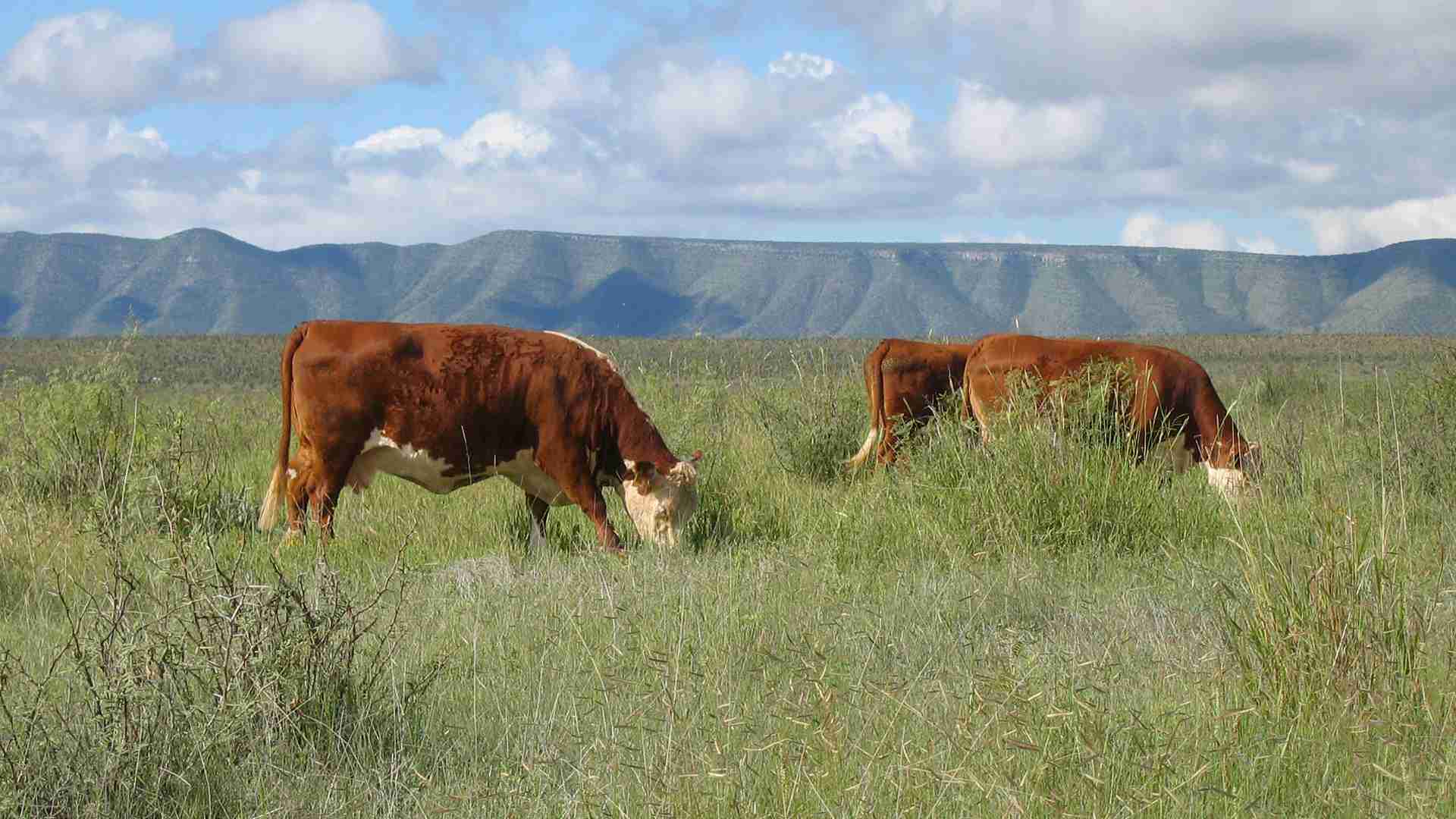 1939 Ranch ganado pastando Grass-Fed